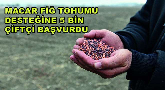 Macar Fiğ Tohumu Desteğine 5 Bin Çiftçi Başvurdu