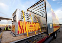 2 Sumatran Kaplanı DHL Express ile Londra'da