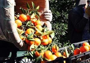Narenciye İhracatçısı Alternatif Pazar Bekliyor