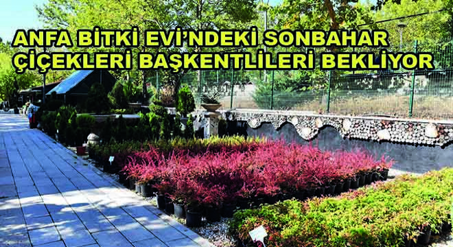 ANFA Bitki Evi'ndeki Sonbahar Çiçekleri Başkentlileri Bekliyor