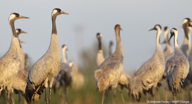 Turnalar, Brisa ve WWF'nin Koruması Altında