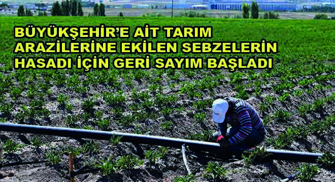 Büyükşehir’e Ait Tarım Arazilerine Ekilen Sebzelerin Hasadı İçin Geri Sayım Başladı