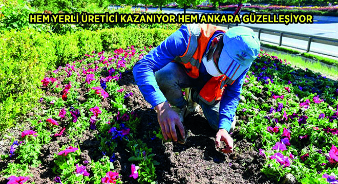 Hem Yerli Üretici Kazanıyor Hem Ankara Güzelleşiyor