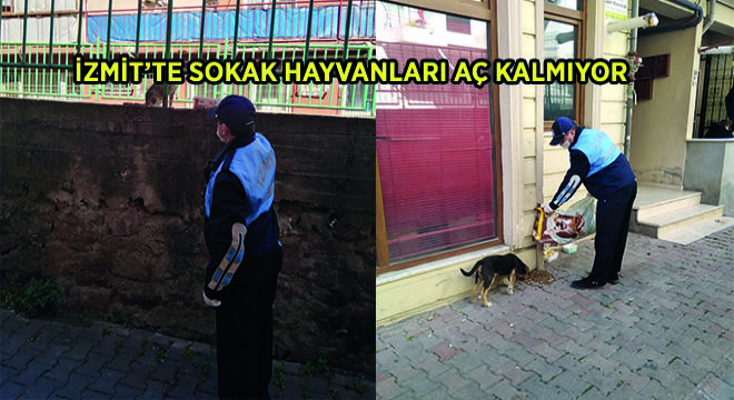 İzmit'te Sokak Hayvanları Aç Kalmıyor
