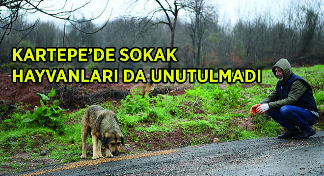 Kartepe'de Sokak Hayvanları da Unutulmadı