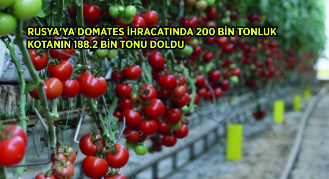 Rusya'ya Domates İhracatında 200 Bin Tonluk Kotanın 188.2 Bin Tonu Doldu
