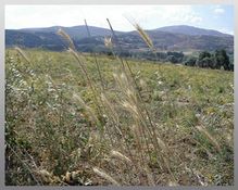 Buğday Biçildi, Kamyoncu Çalışmaya Başladı